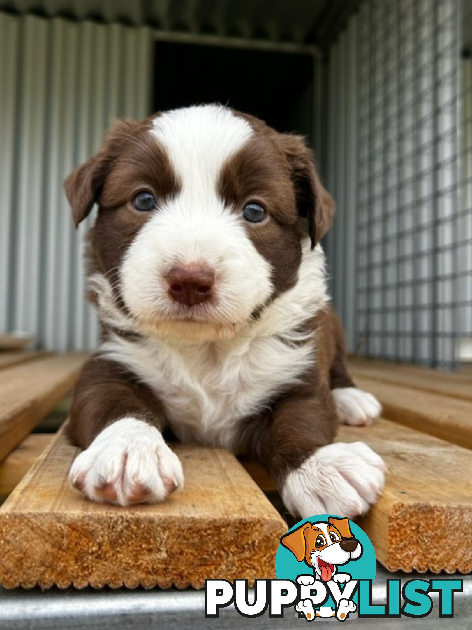 Female border collie