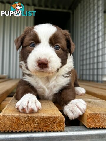 Female border collie