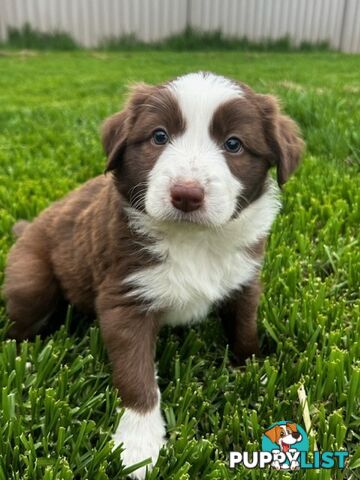 Female border collie