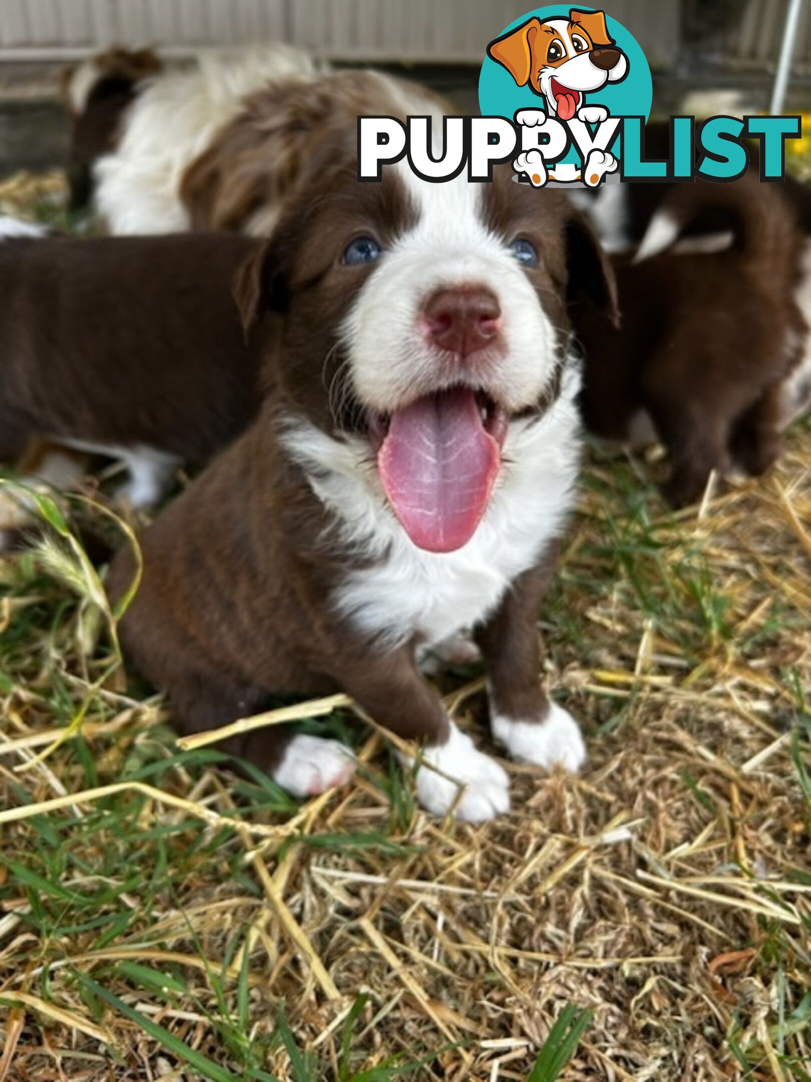 Female border collie