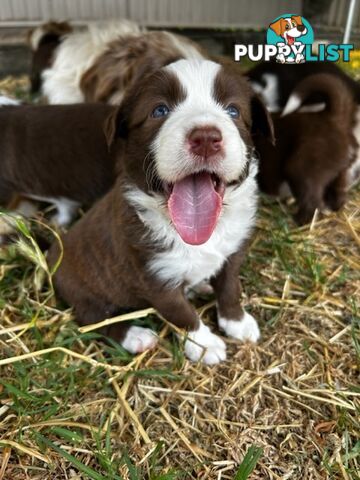 Female border collie