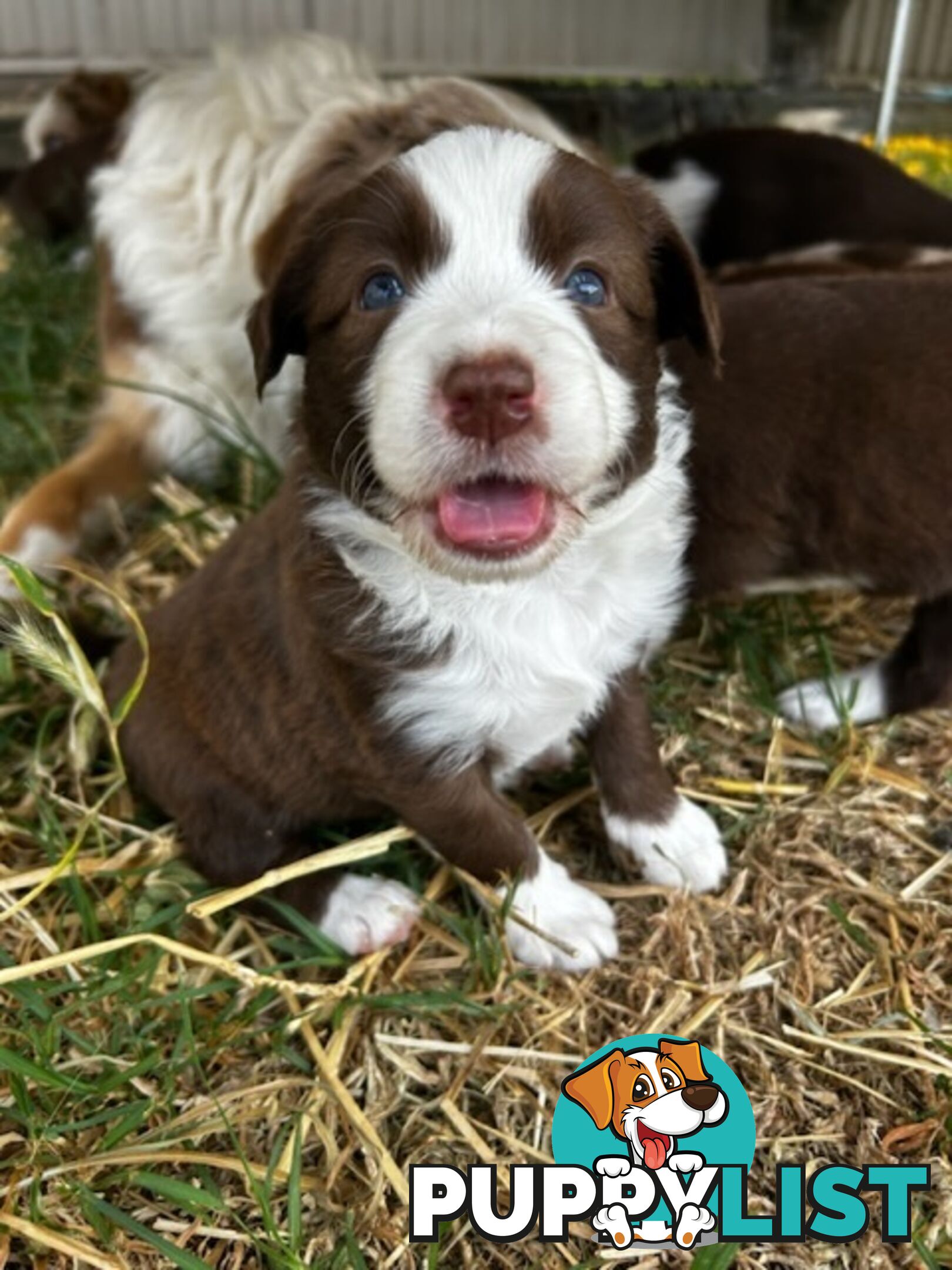 Female border collie