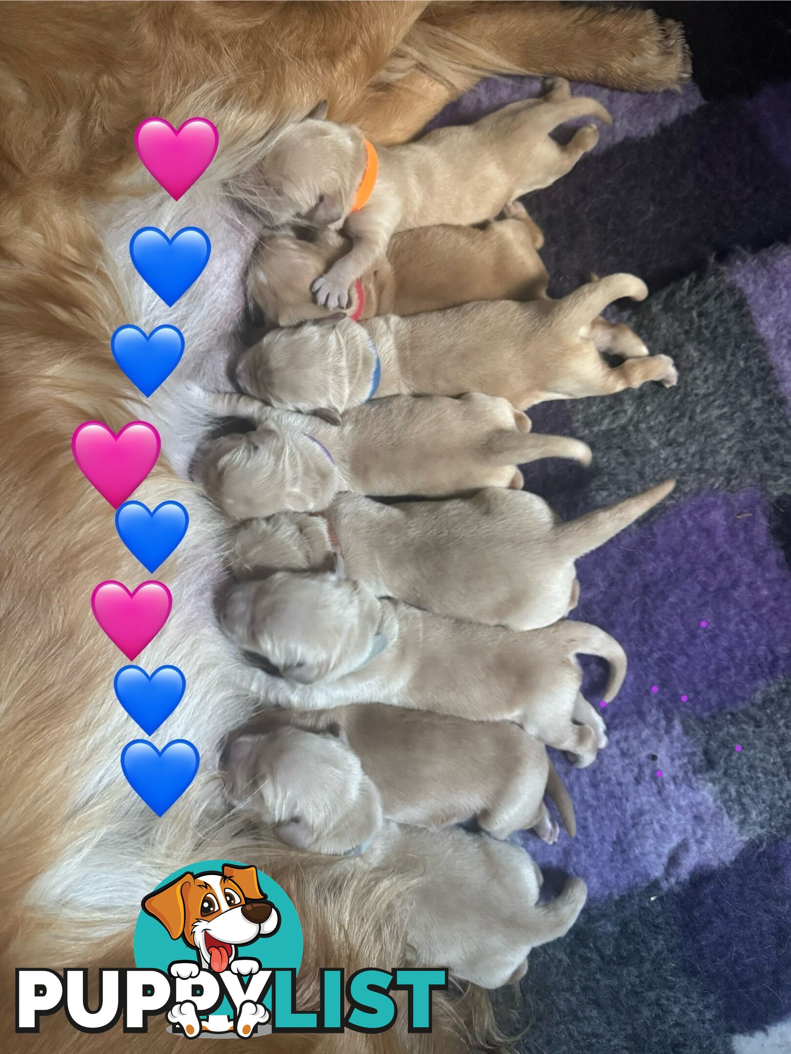 Golden Retriever Puppies
