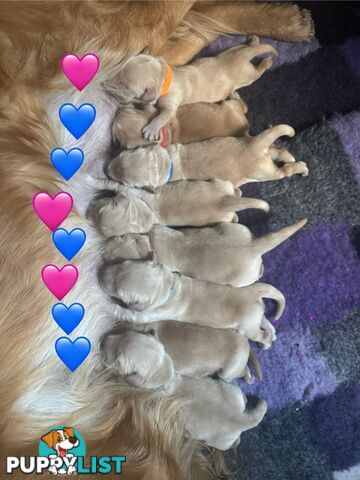 Golden Retriever Puppies