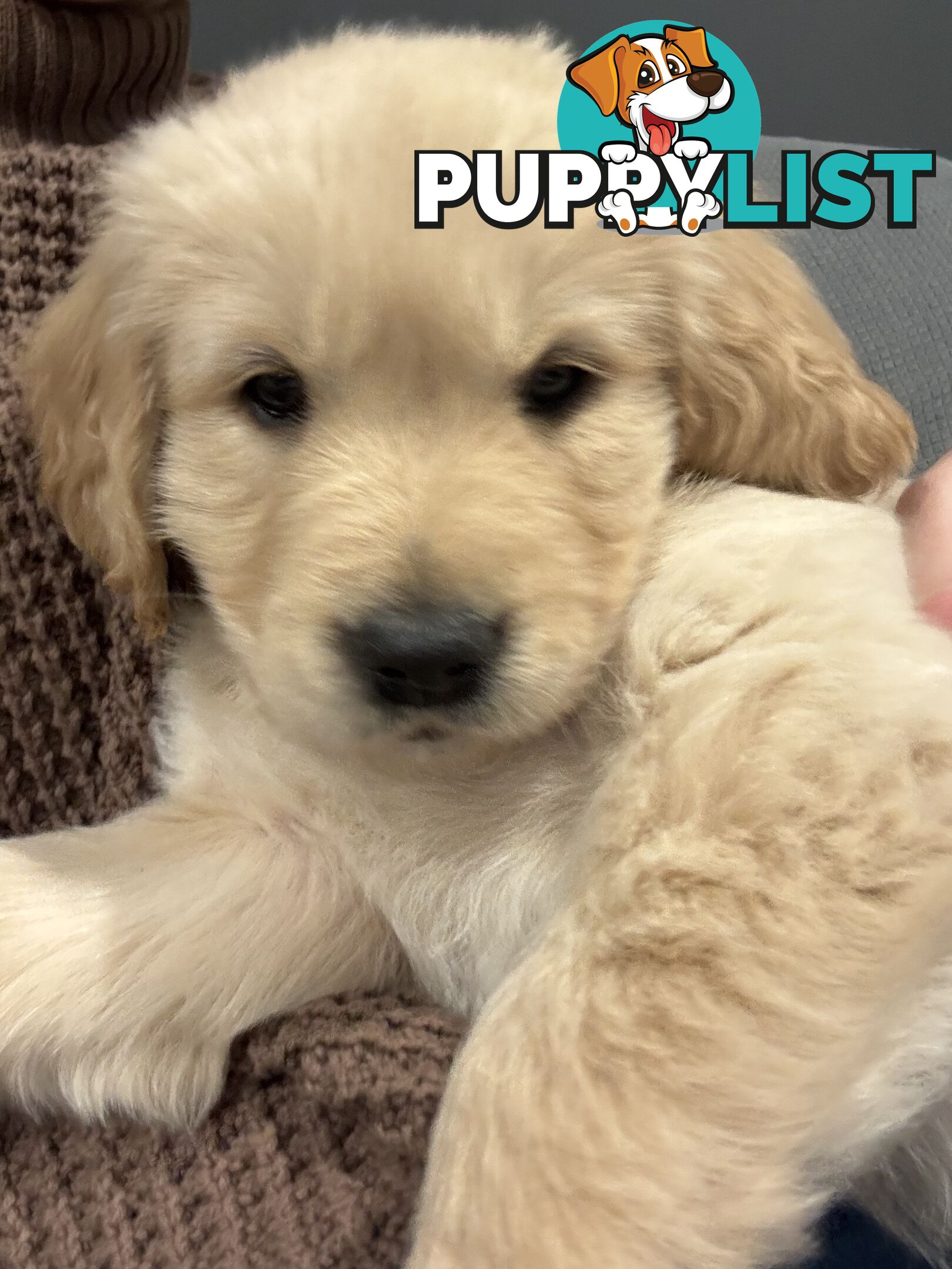 Golden Retriever Puppies