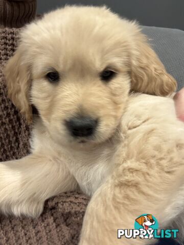 Golden Retriever Puppies