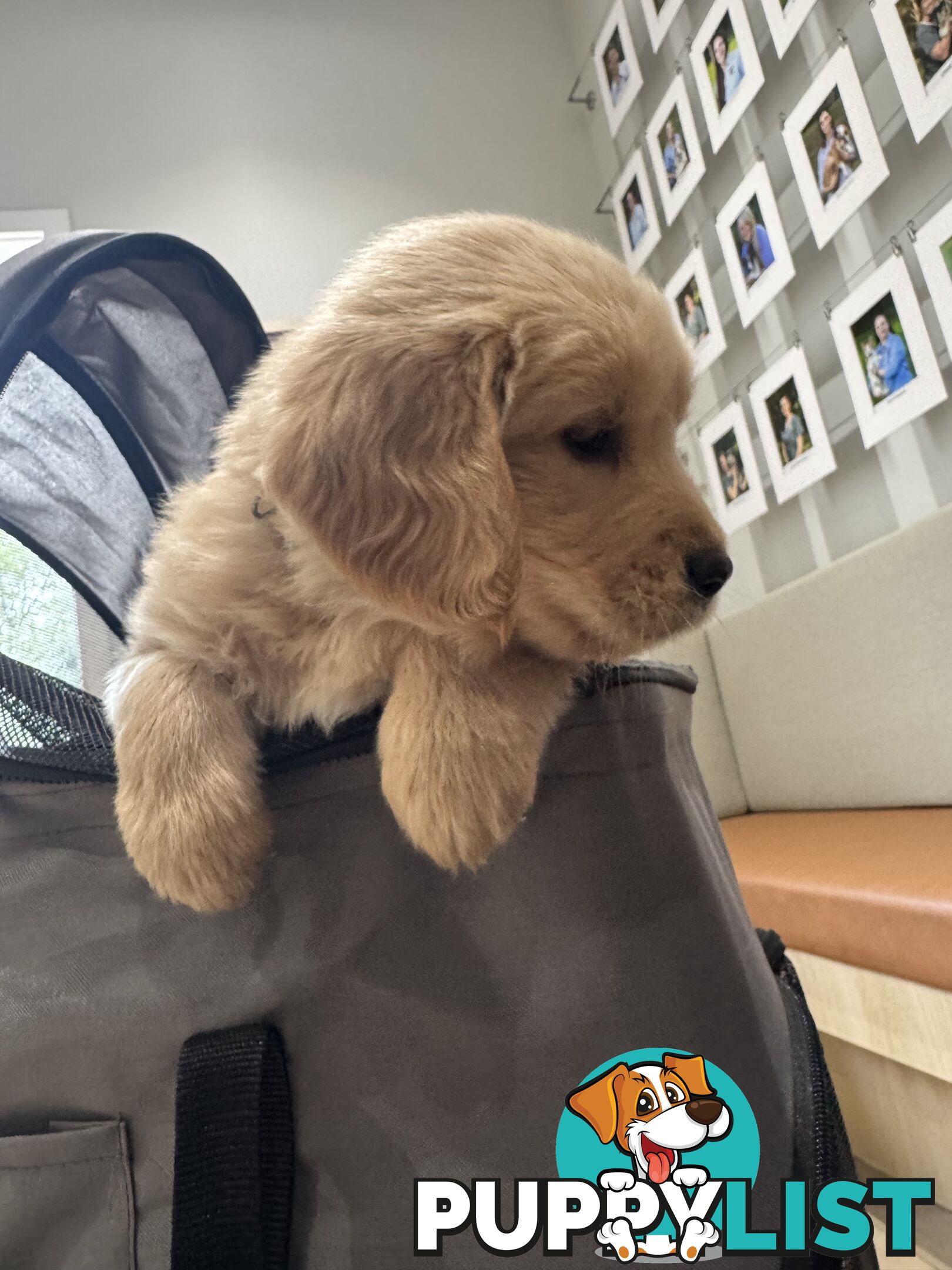 Golden Retriever Puppies