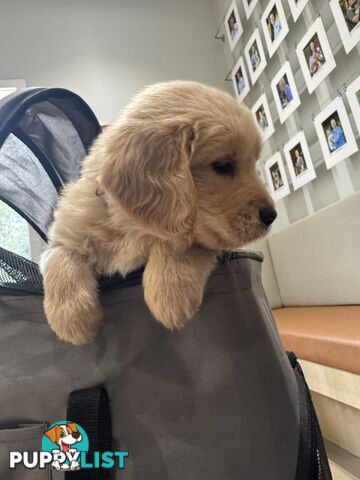 Golden Retriever Puppies