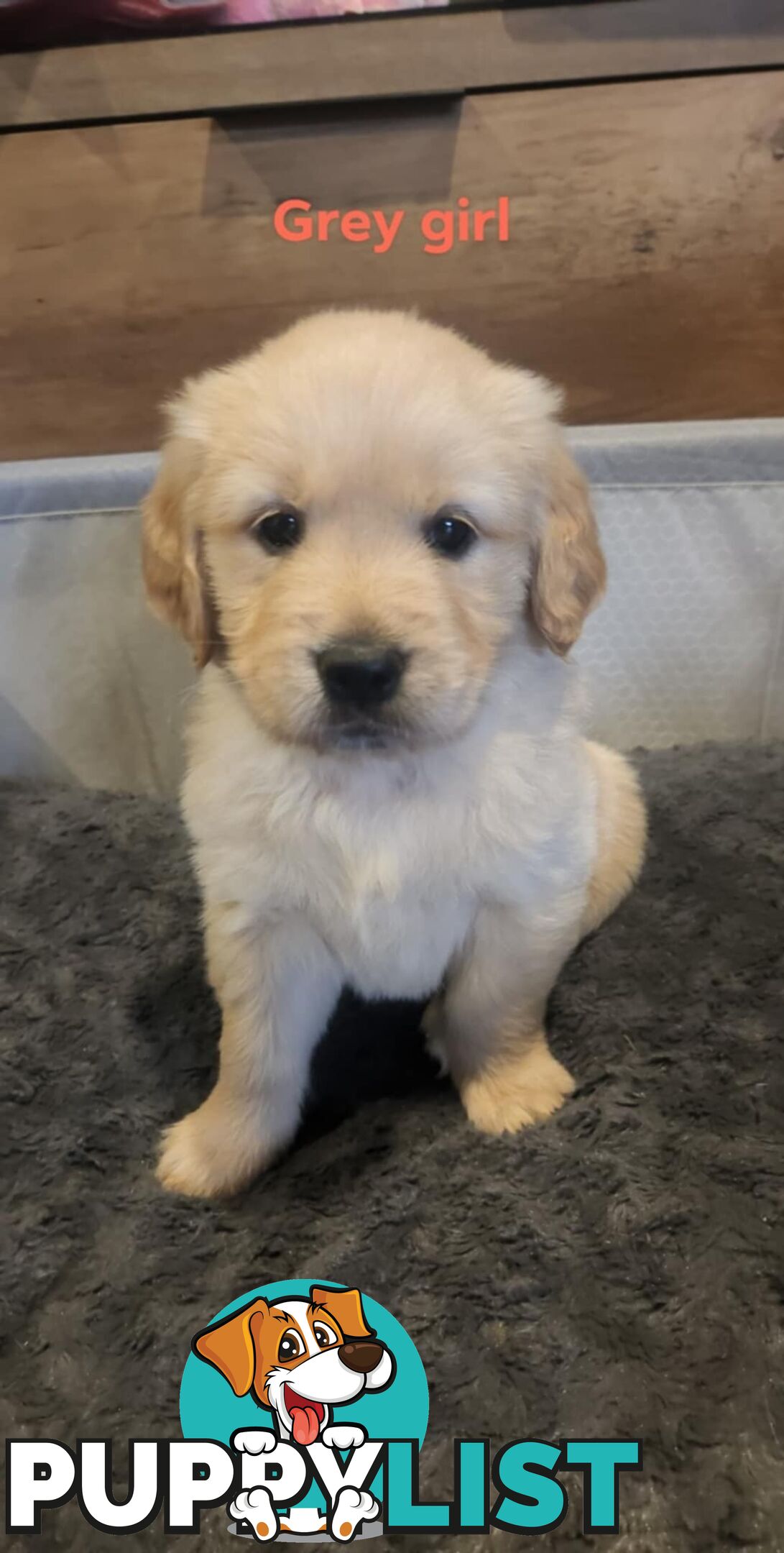 Golden Retriever Puppies