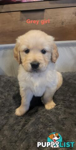 Golden Retriever Puppies