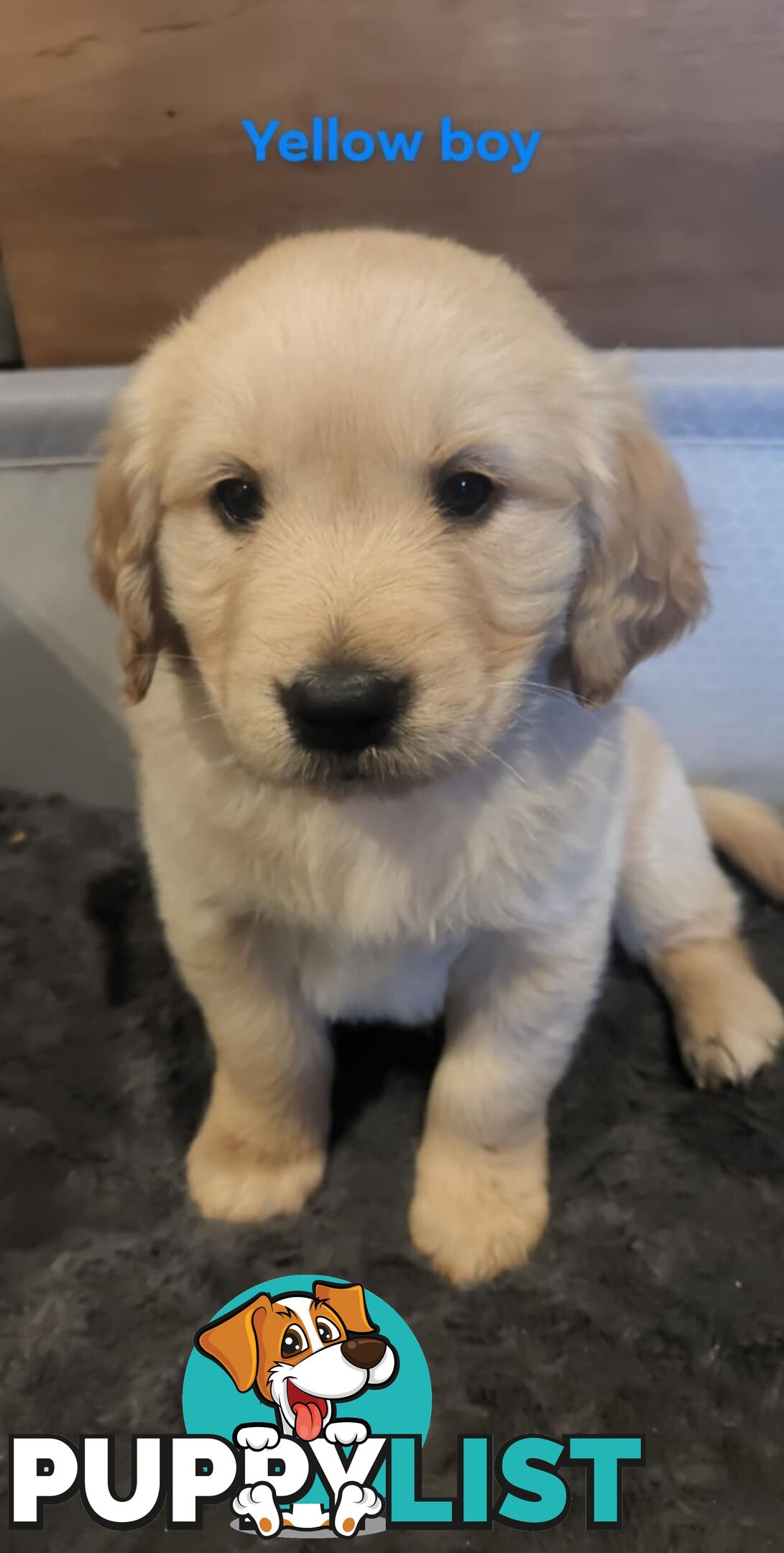 Golden Retriever Puppies