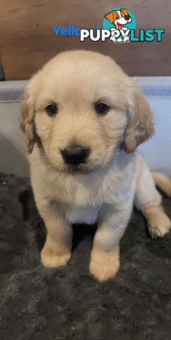 Golden Retriever Puppies