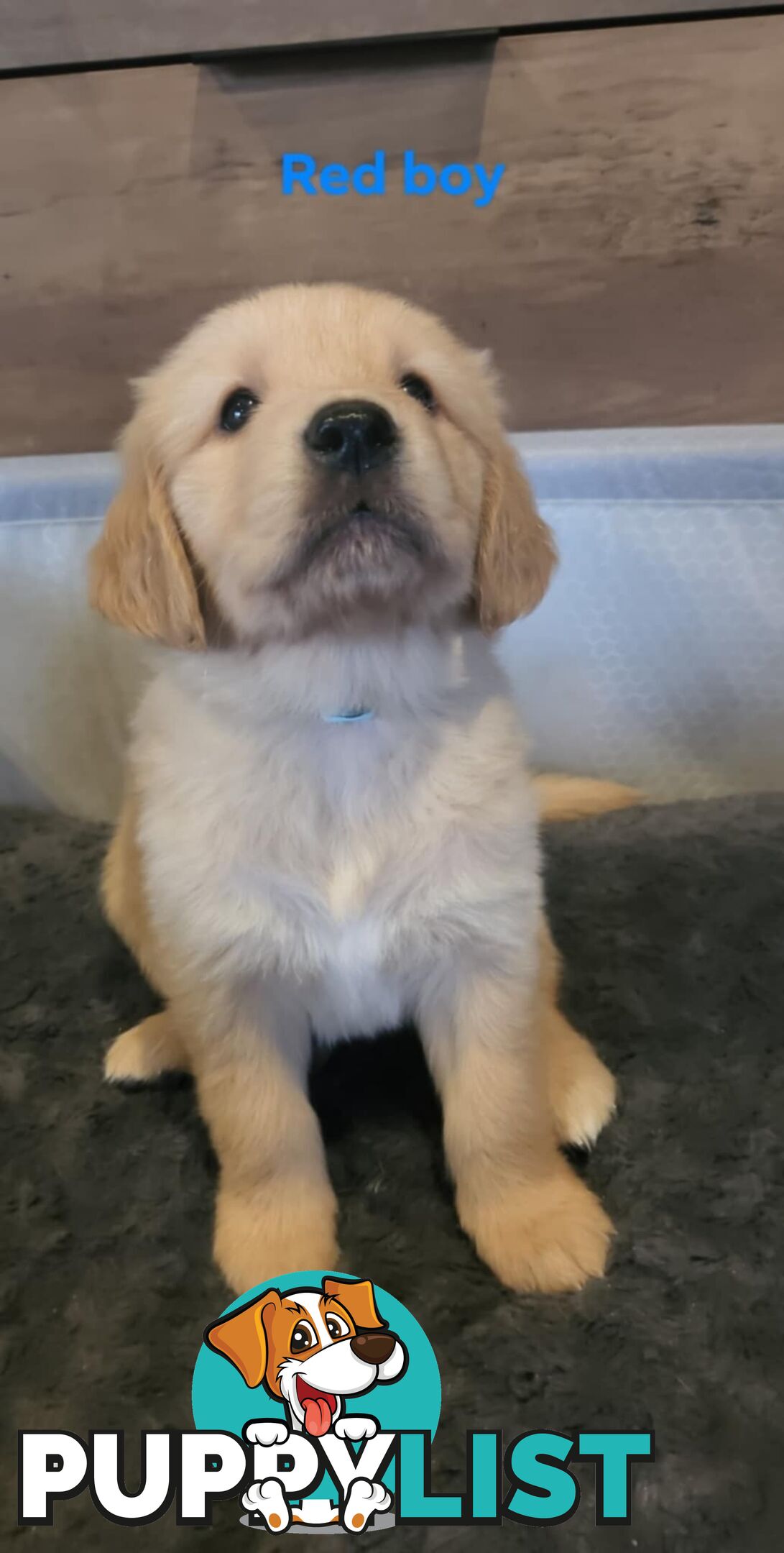 Golden Retriever Puppies