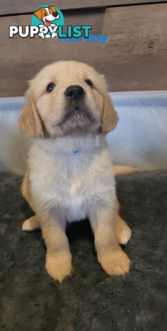 Golden Retriever Puppies