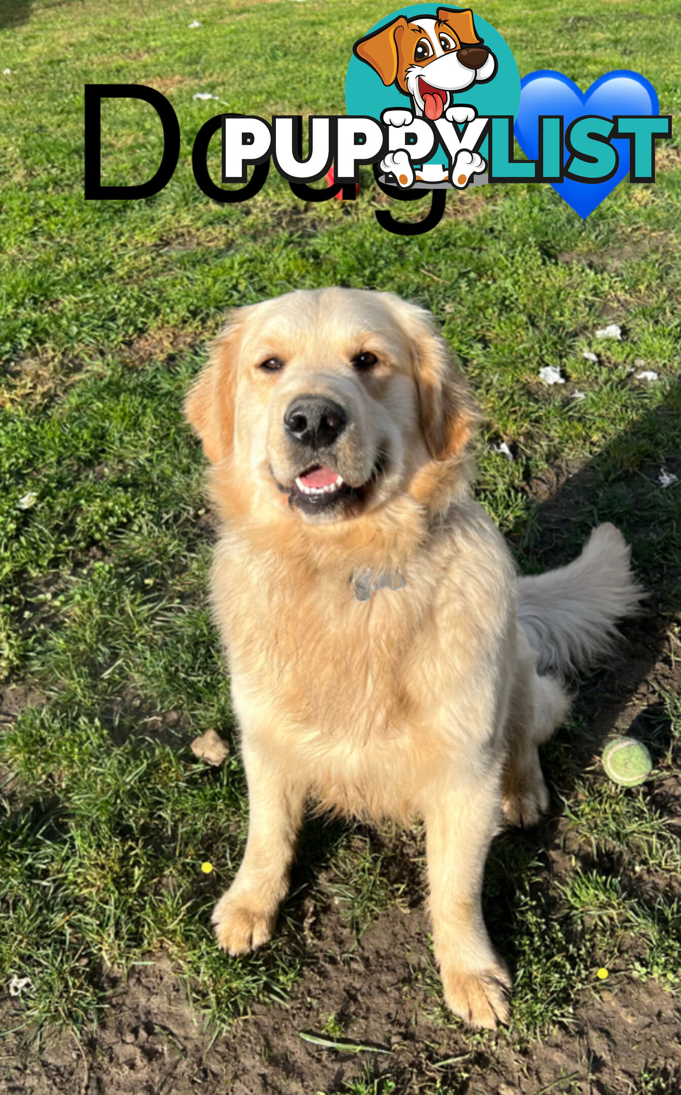 Golden Retriever Puppies
