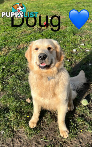 Golden Retriever Puppies