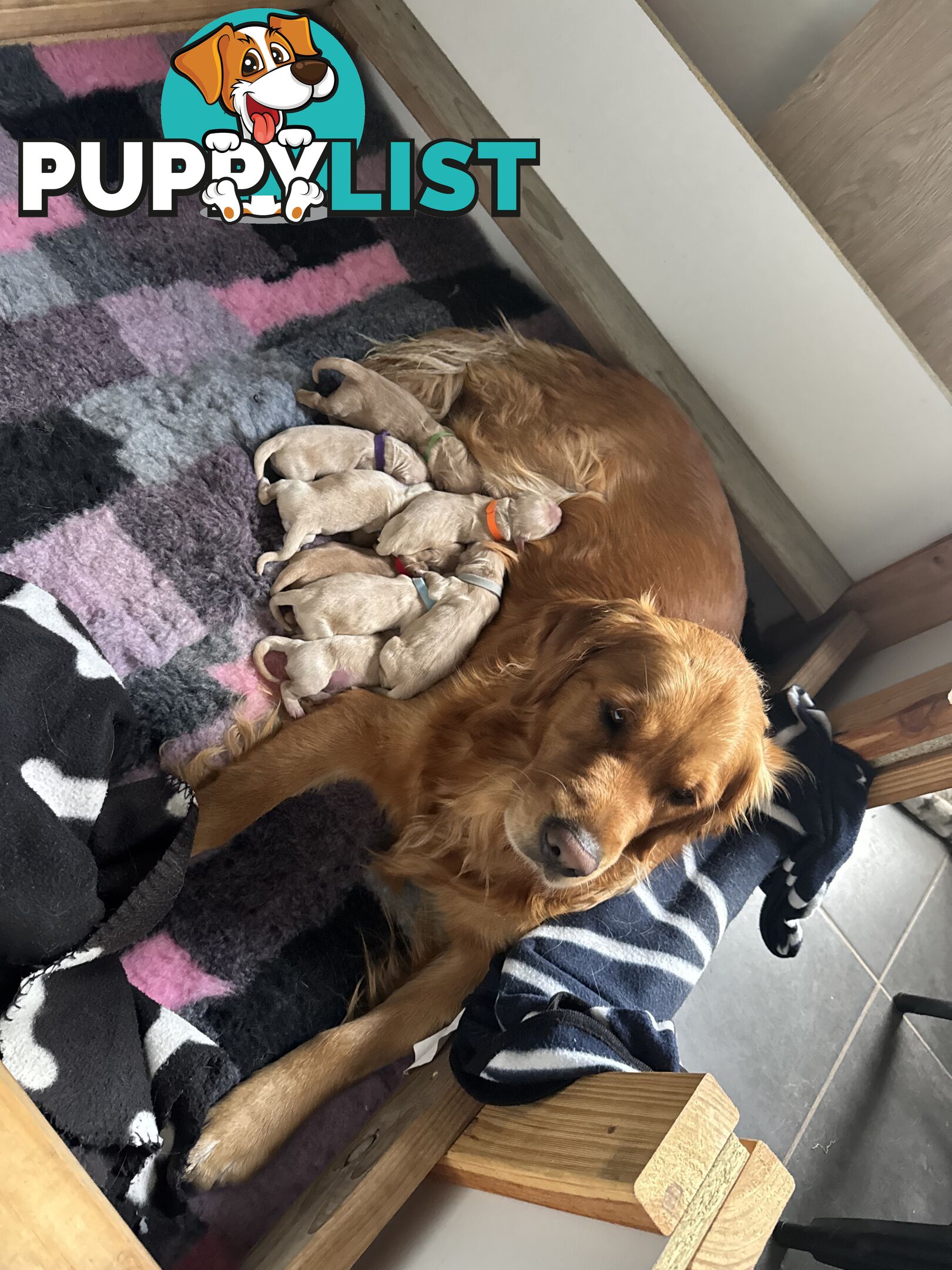 Golden Retriever Puppies