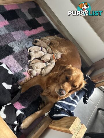 Golden Retriever Puppies
