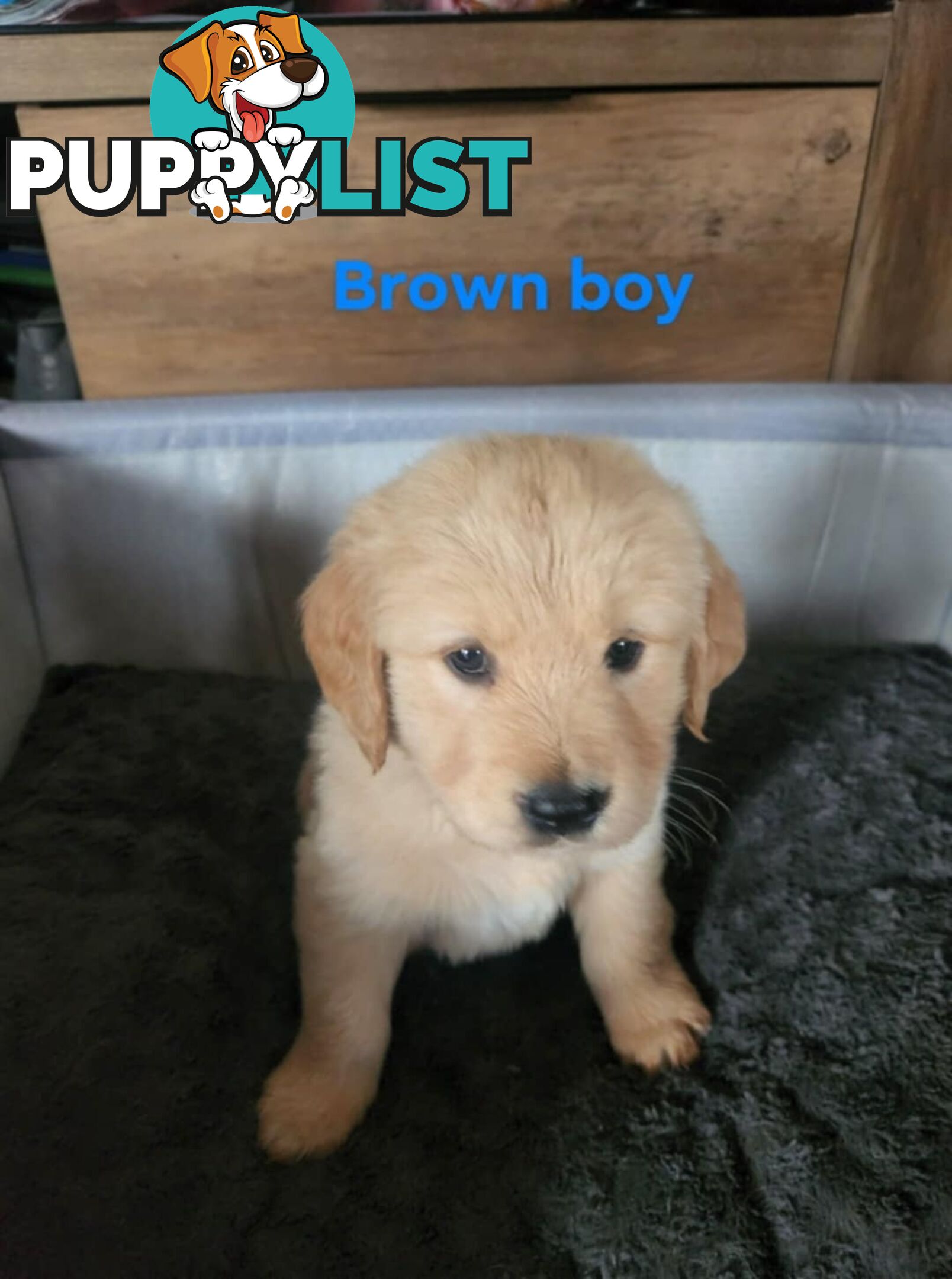 Golden Retriever Puppies