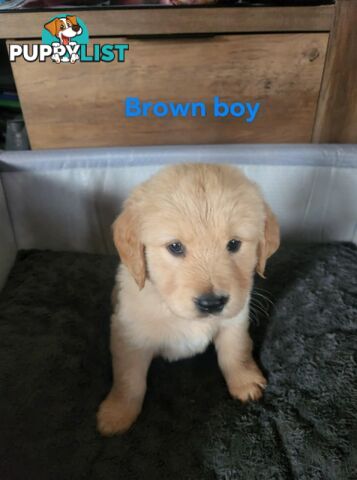 Golden Retriever Puppies