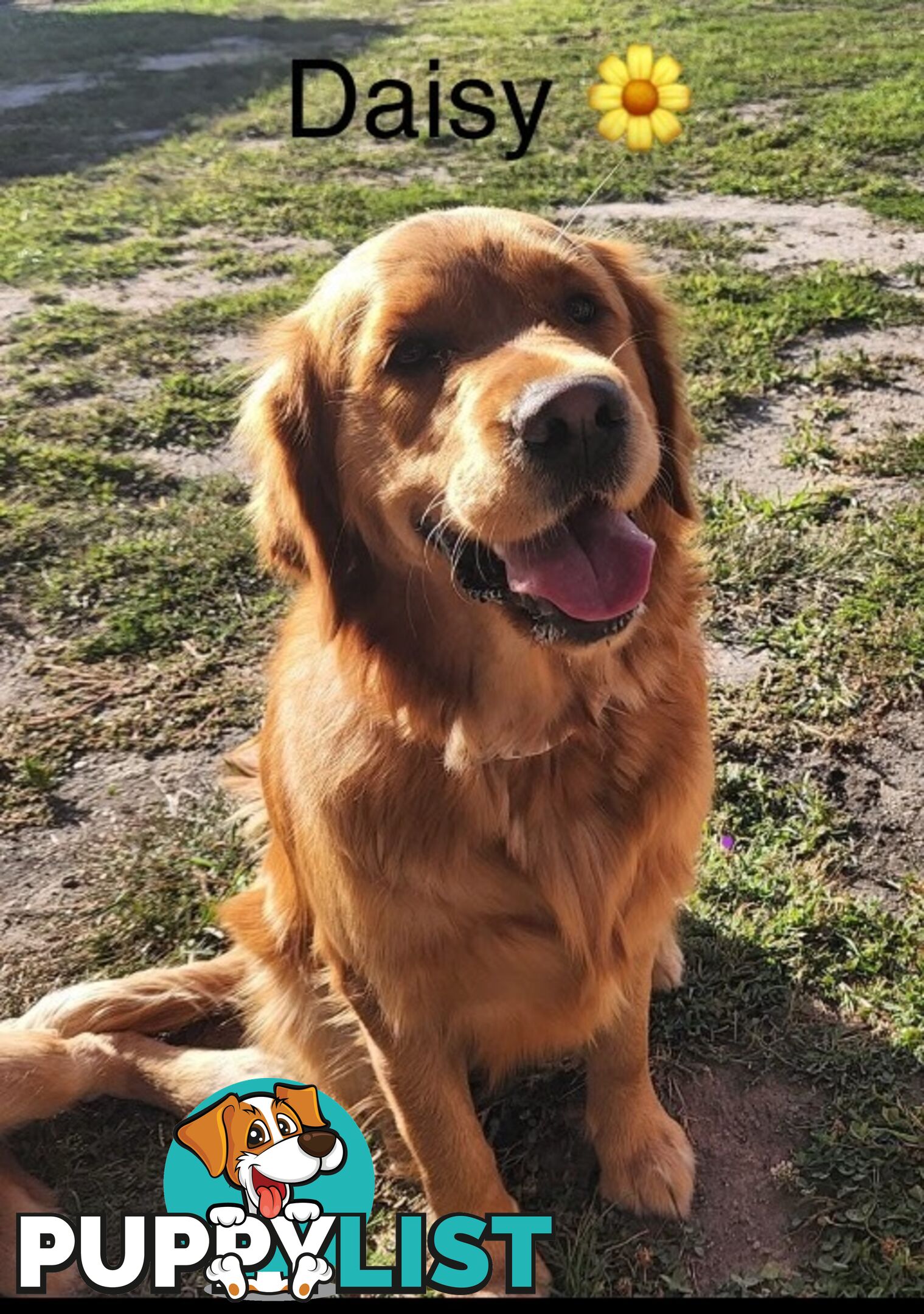 Golden Retriever Puppies