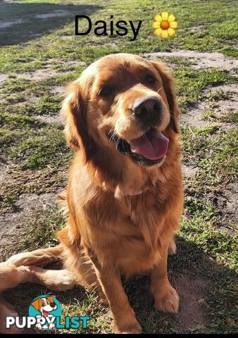 Golden Retriever Puppies