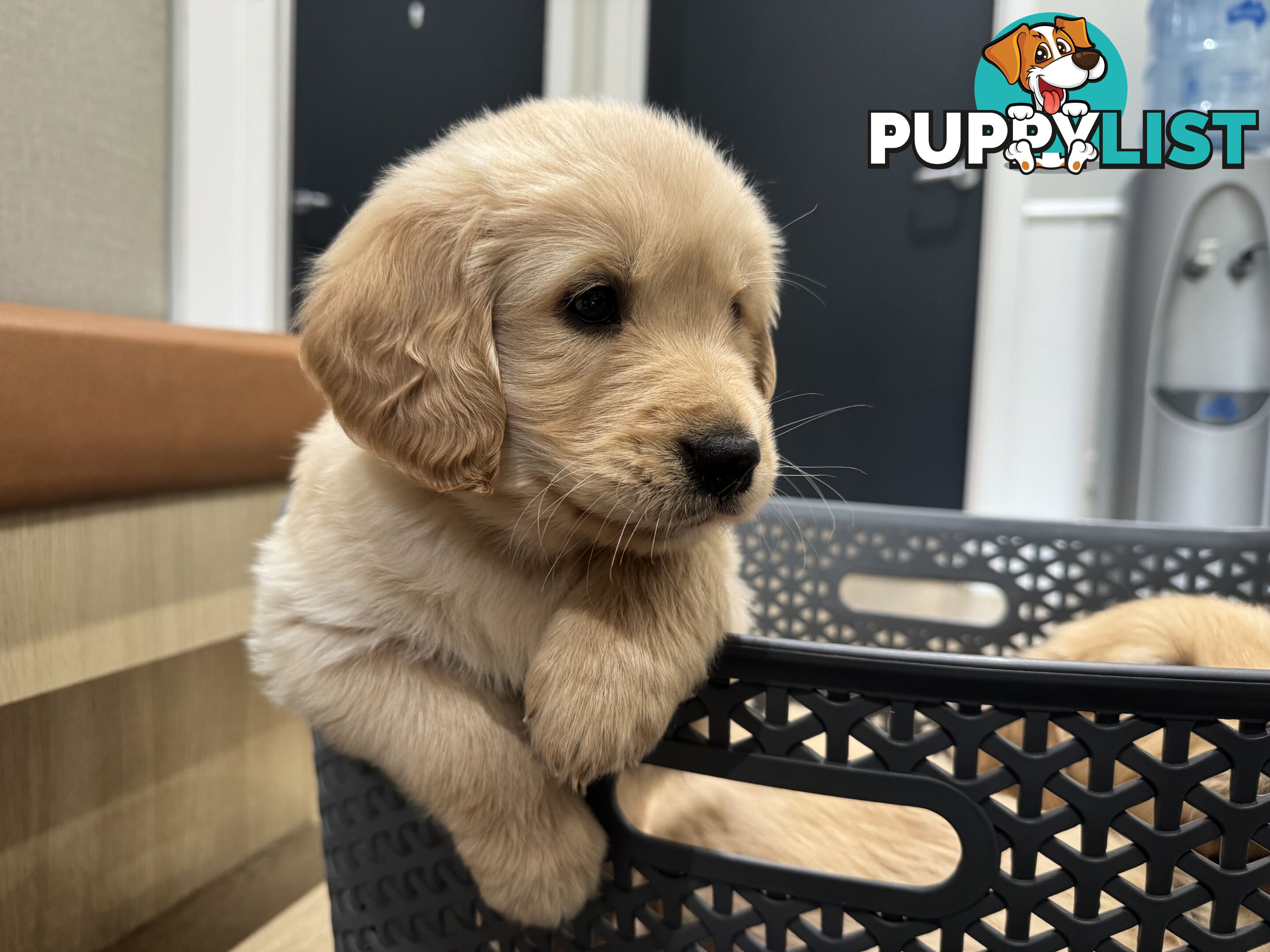 Golden Retriever Puppies