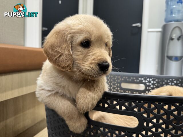 Golden Retriever Puppies