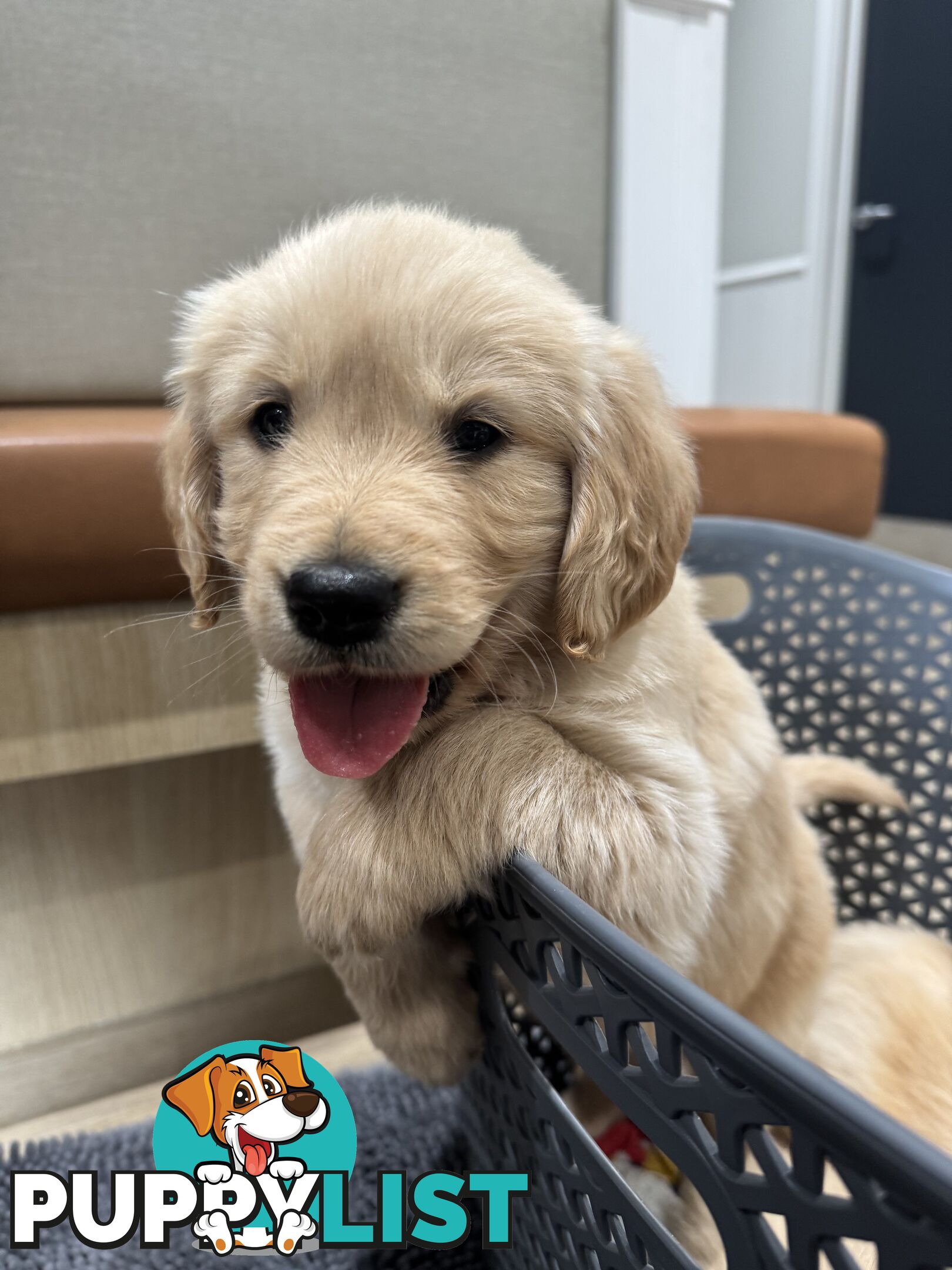 Golden Retriever Puppies