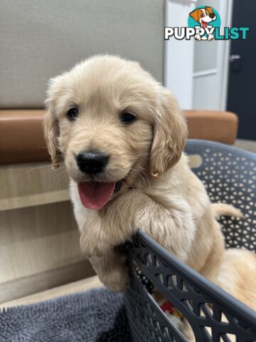 Golden Retriever Puppies
