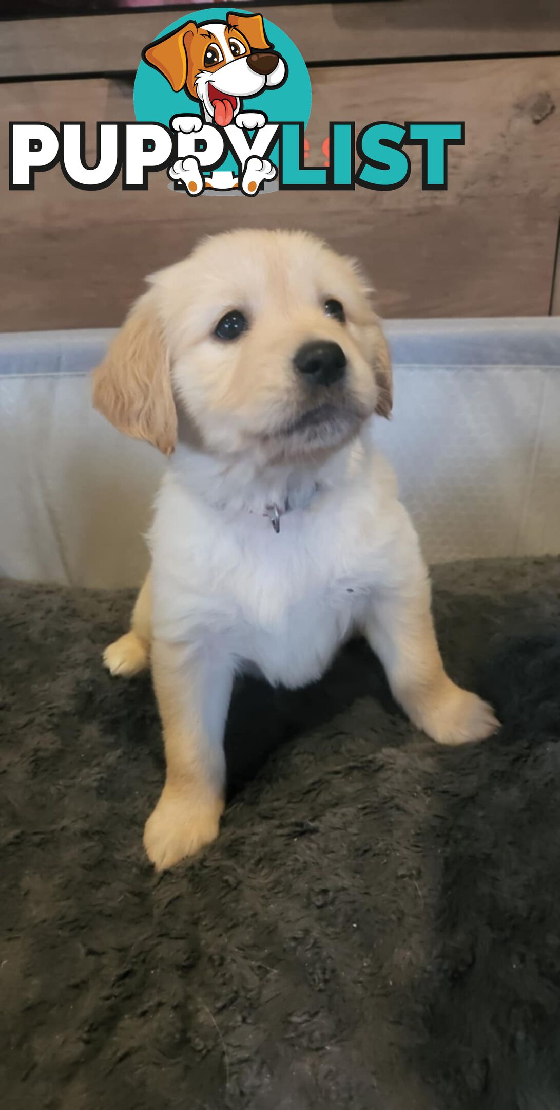 Golden Retriever Puppies