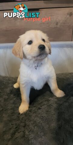 Golden Retriever Puppies