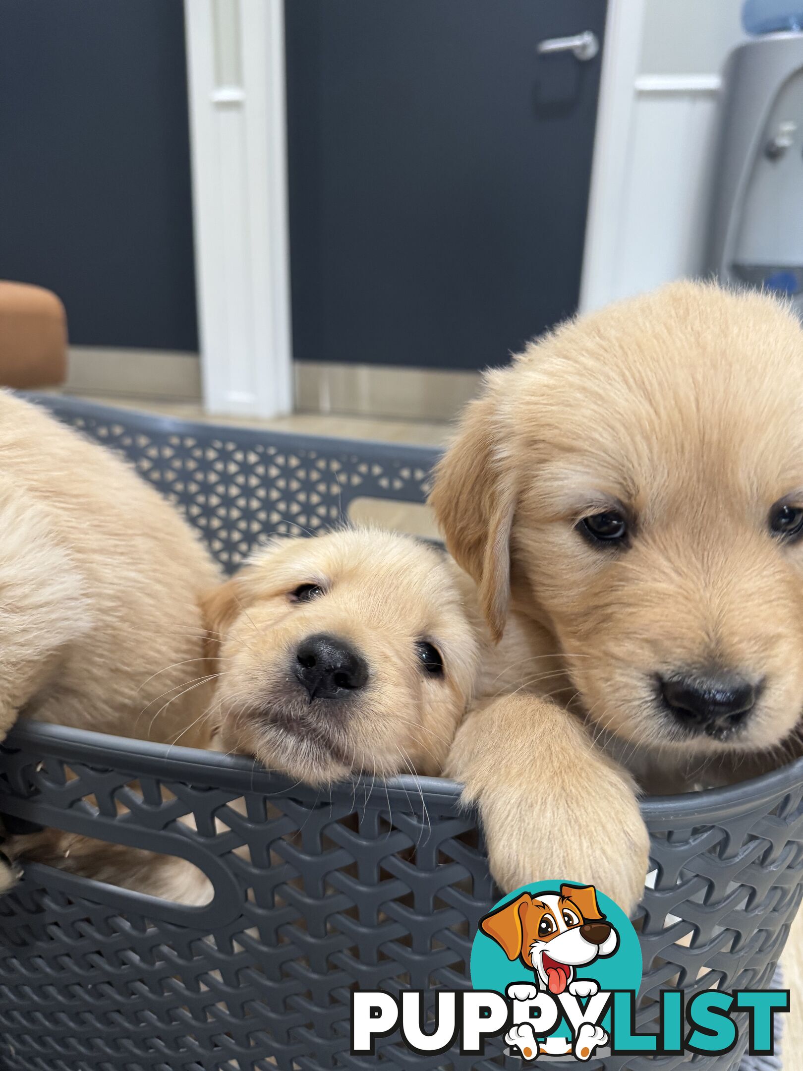 Golden Retriever Puppies