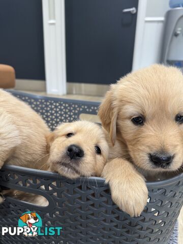 Golden Retriever Puppies