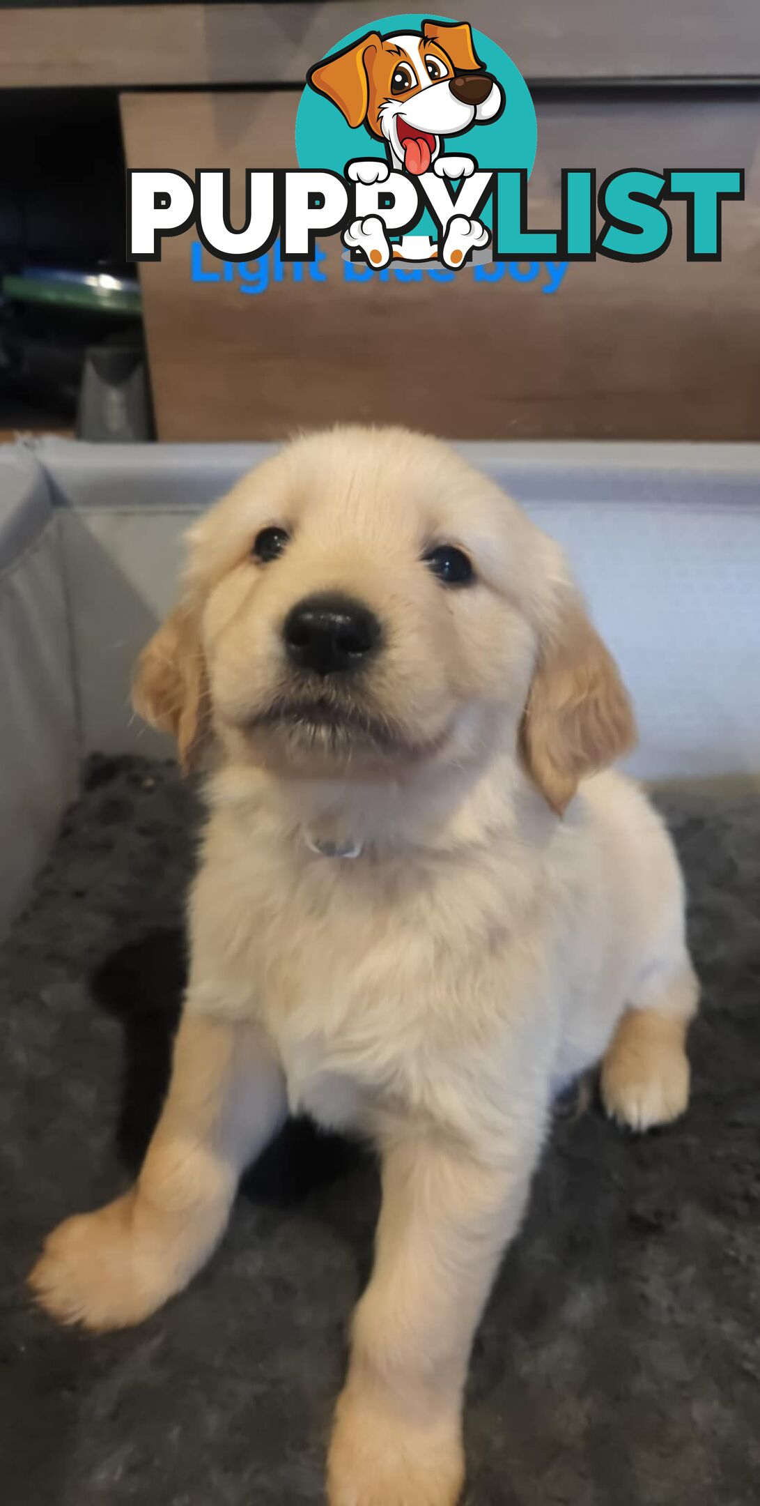 Golden Retriever Puppies