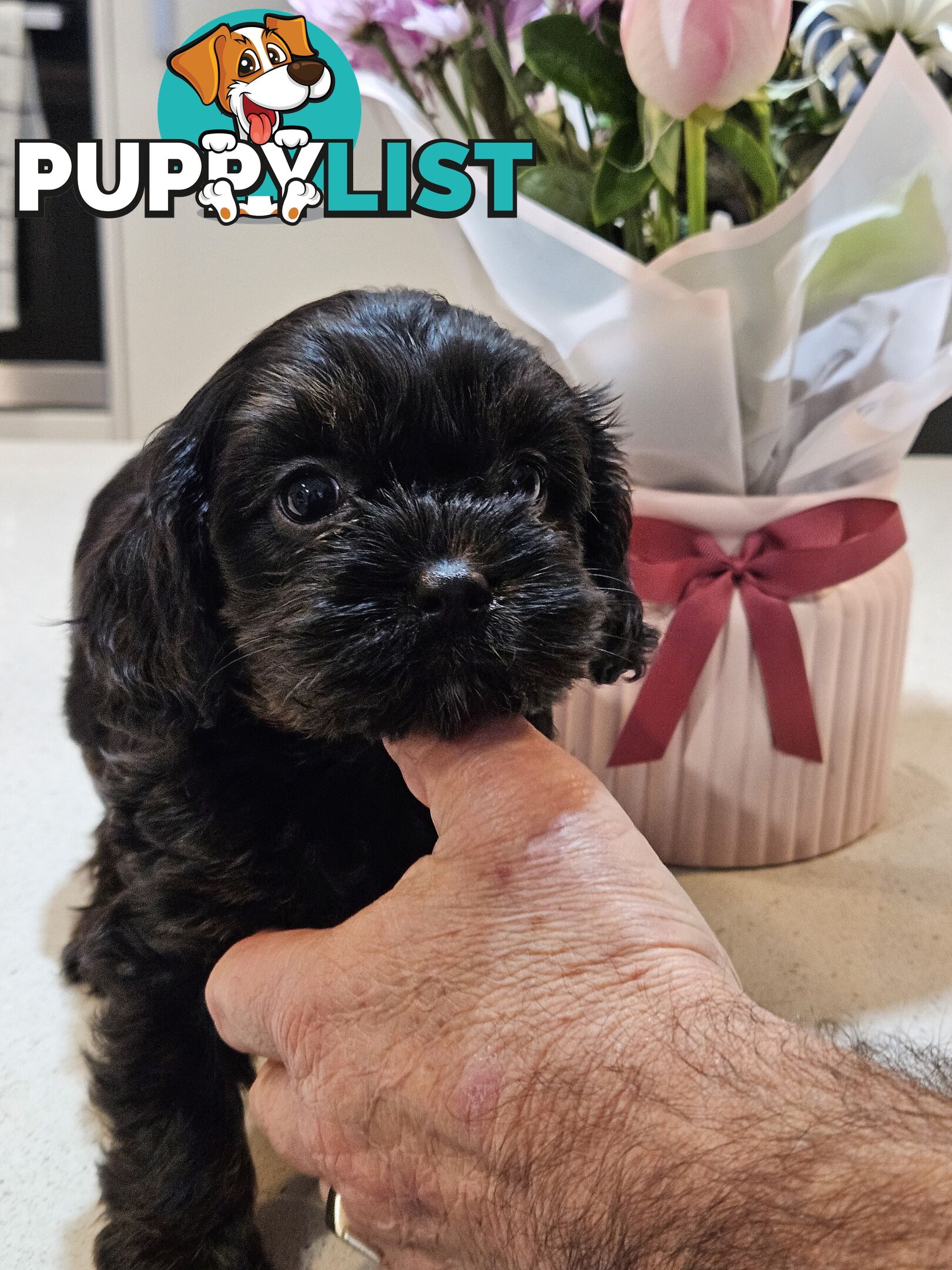 Toy Cavoodle Puppies