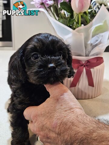 Toy Cavoodle Puppies