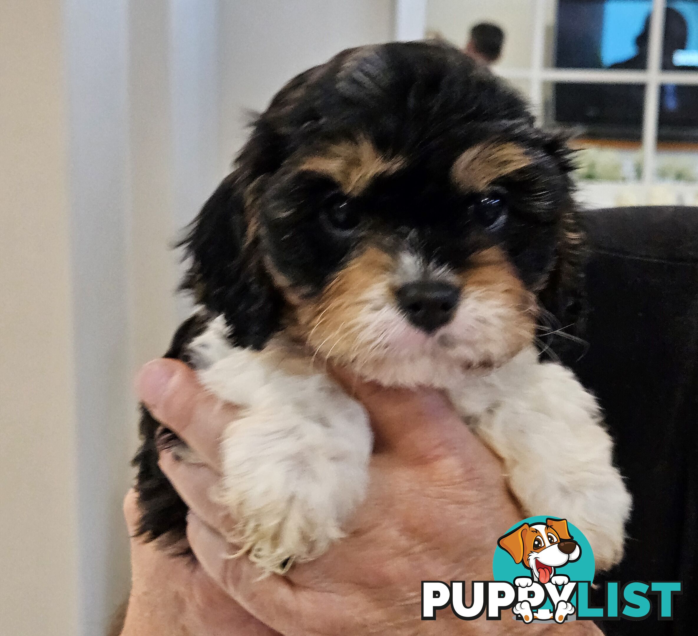 Toy Cavoodle Puppies