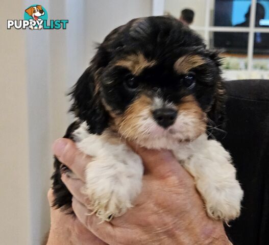 Toy Cavoodle Puppies