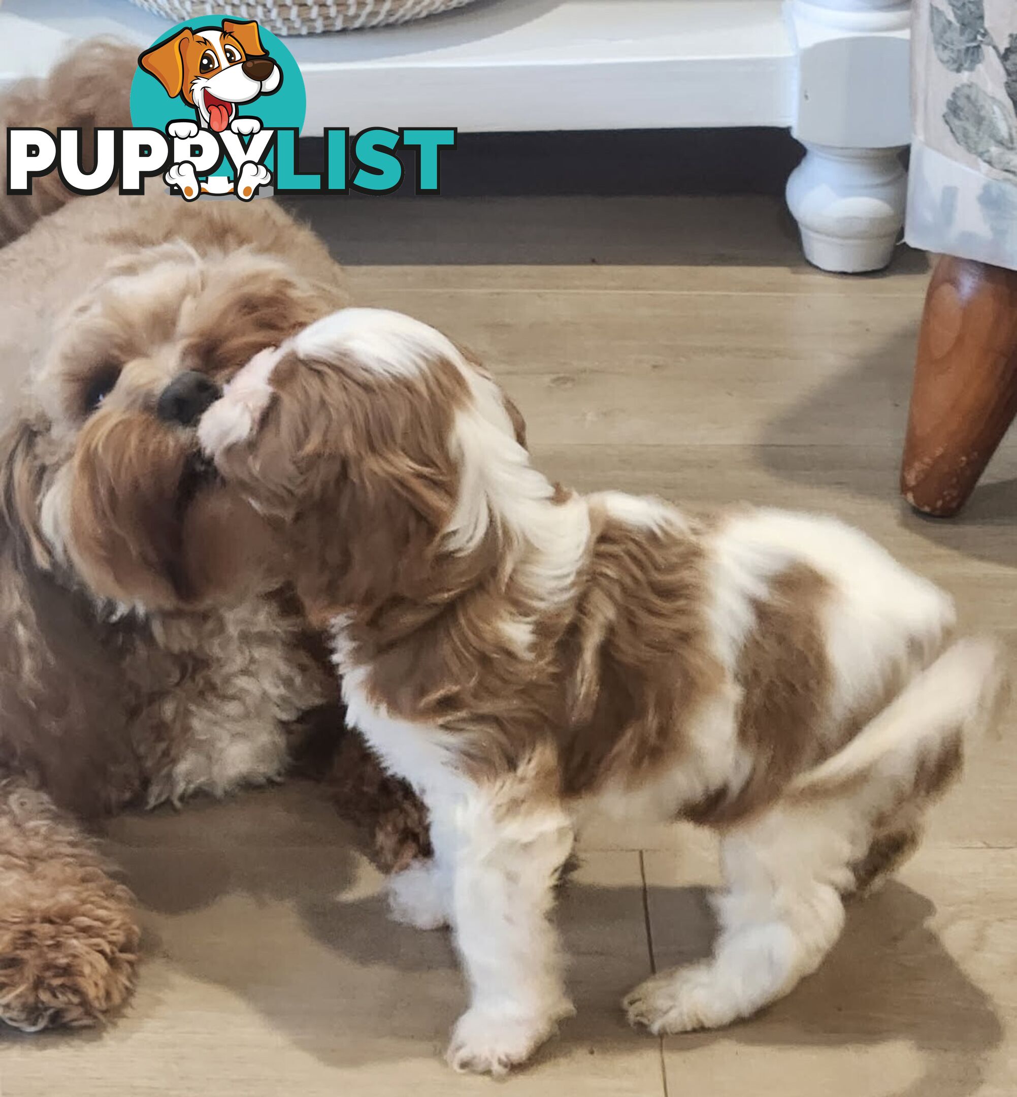 Toy Cavoodle Puppies