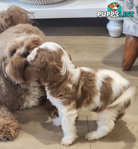Toy Cavoodle Puppies