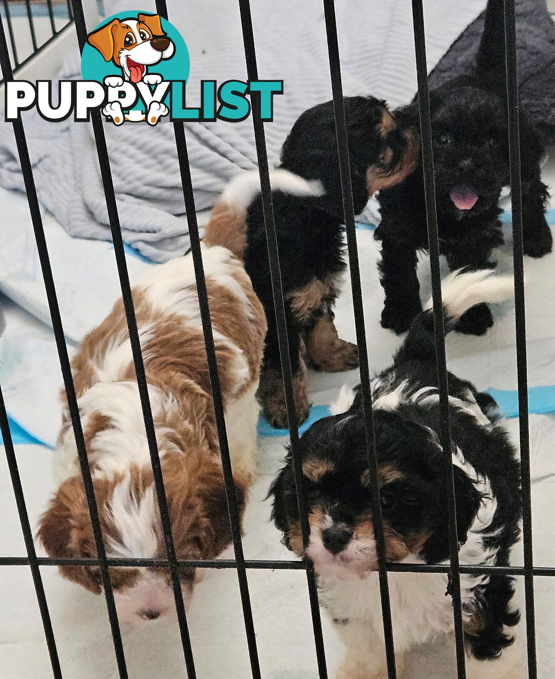 Toy Cavoodle Puppies