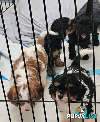 Toy Cavoodle Puppies