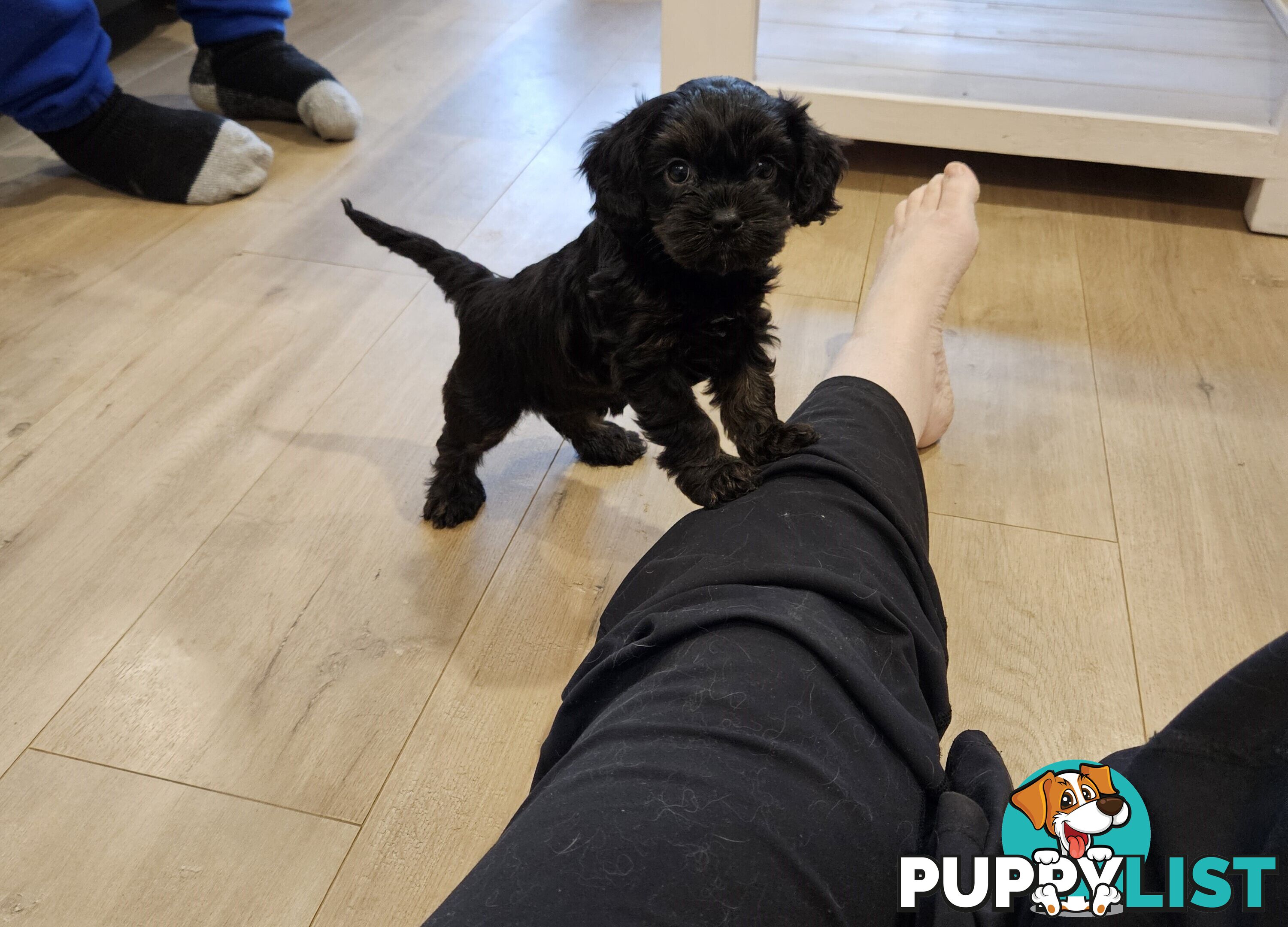 Toy Cavoodle Puppies