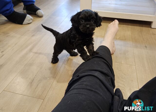 Toy Cavoodle Puppies
