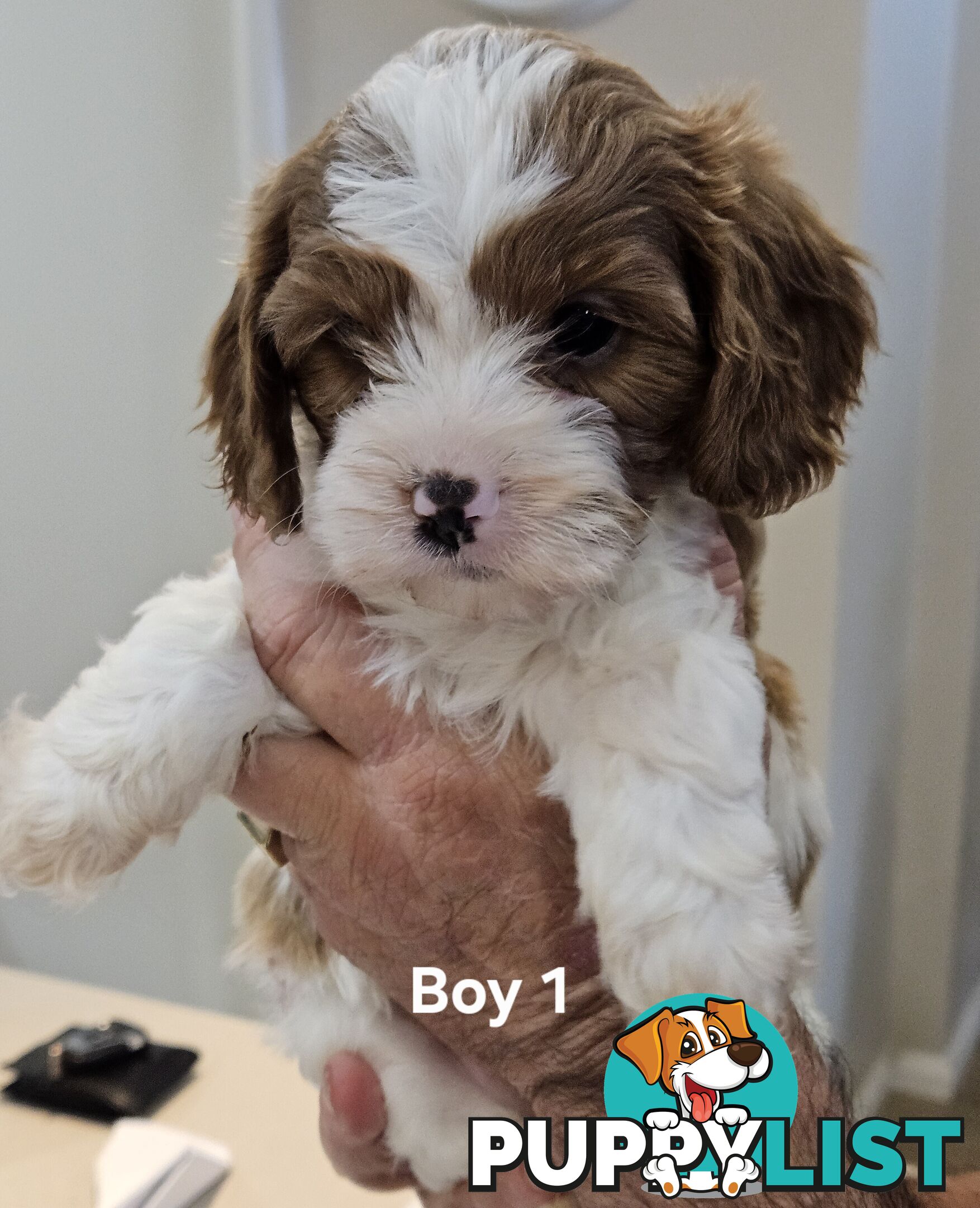 Toy Cavoodle Puppies