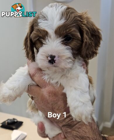 Toy Cavoodle Puppies