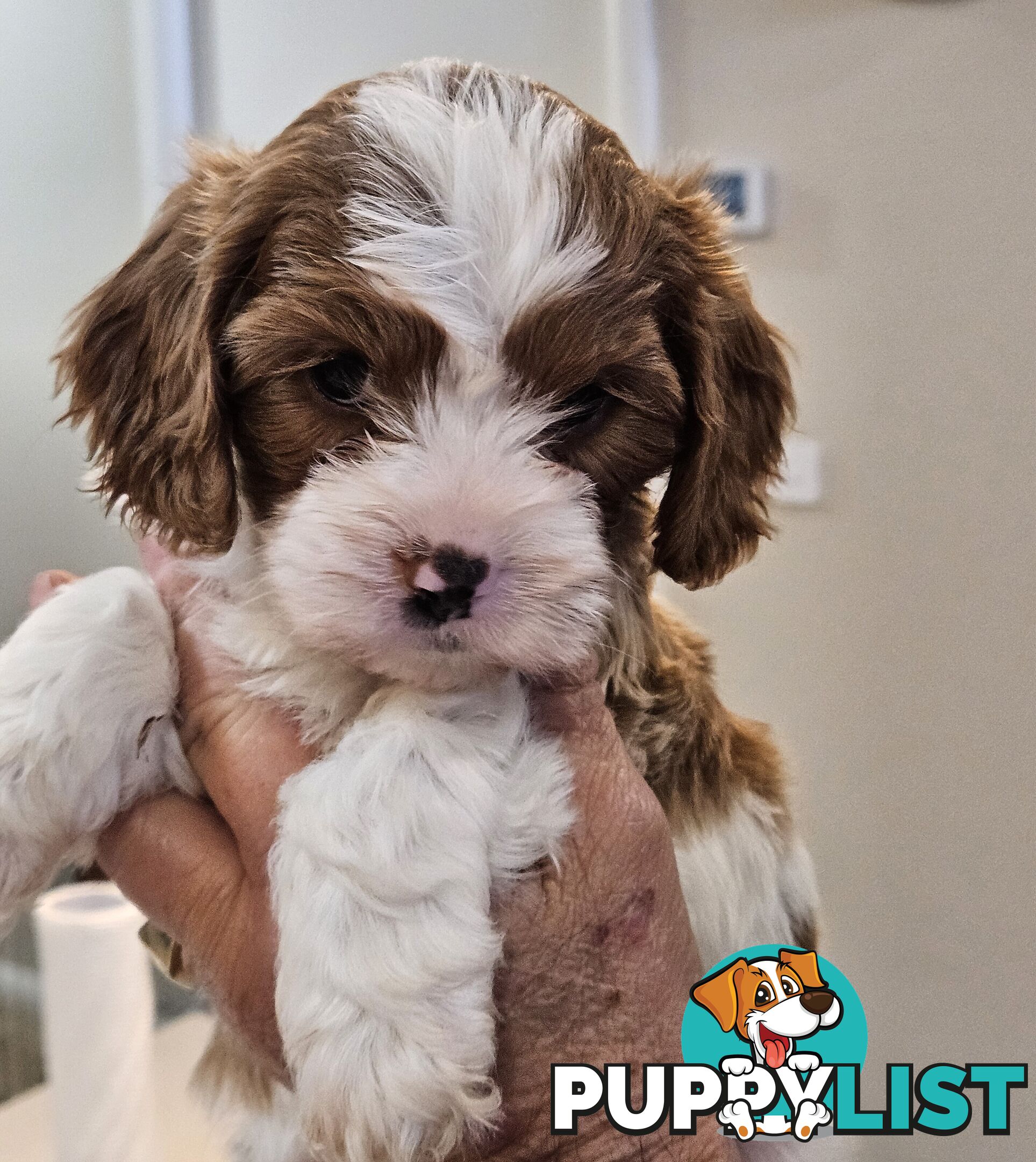 Toy Cavoodle Puppies