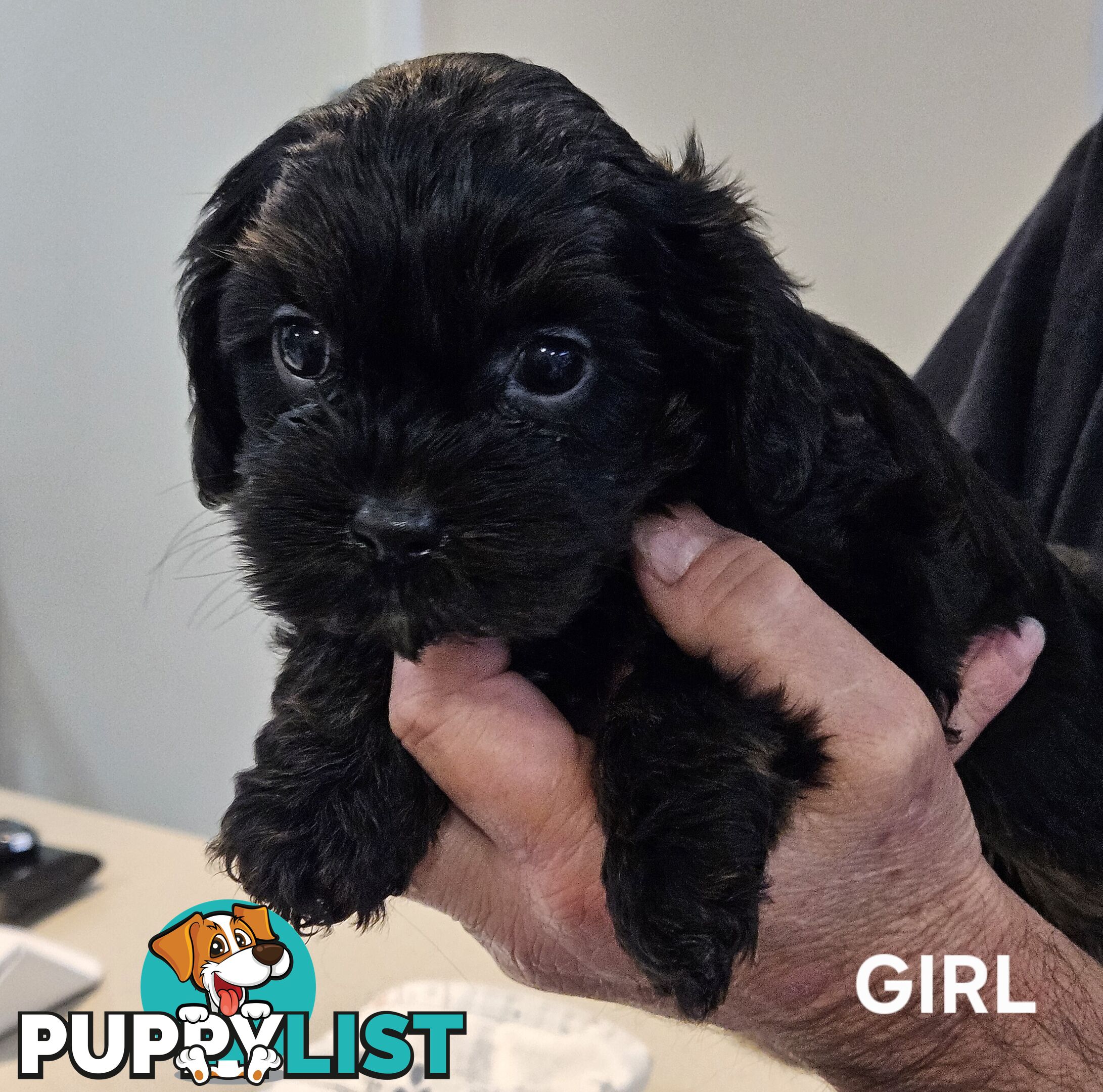 Toy Cavoodle Puppies