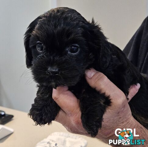 Toy Cavoodle Puppies